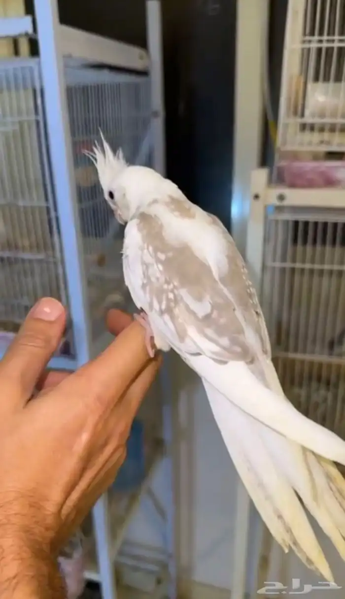 فرخين كوكتيل بطفرات نادره للعشاق الفخامه(تم البيع ) 4