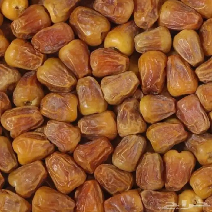 ماء زمزم وتمر عجوه المدينه 14