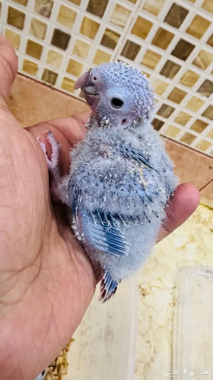 فروخ ببغاء كنيور بطفرات مختلفة 0