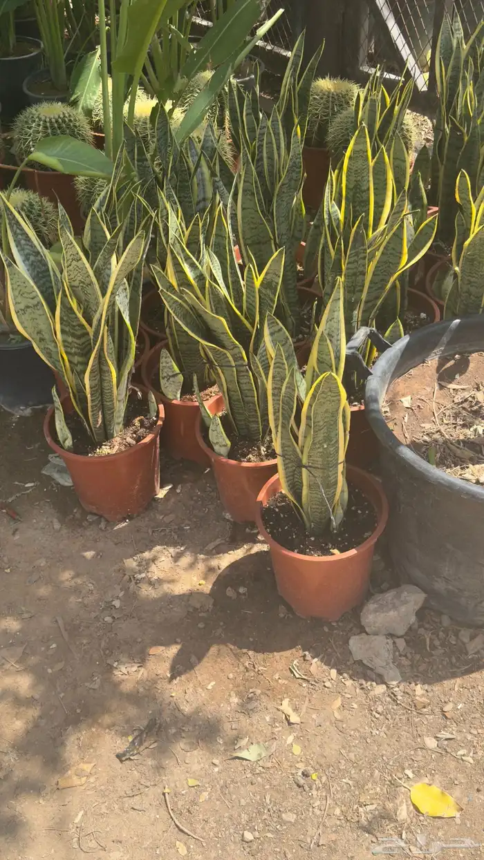 تنفيذ حدائق 5