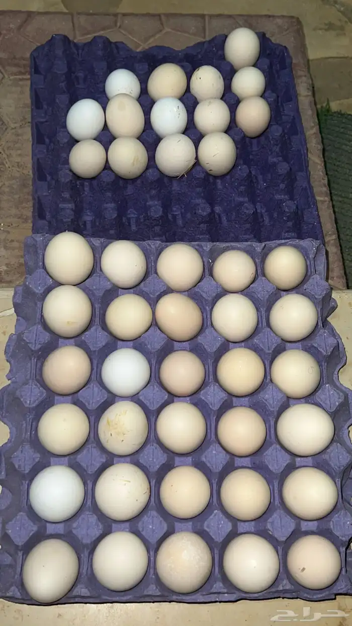 طبق بيض 1