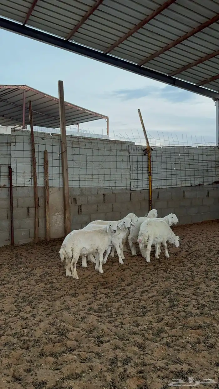 خرفان حريات 0