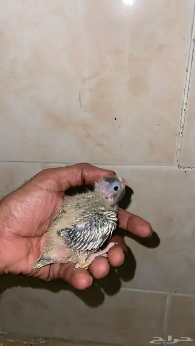 فروخ كروان سوابر جامبو انتاج محلي 4