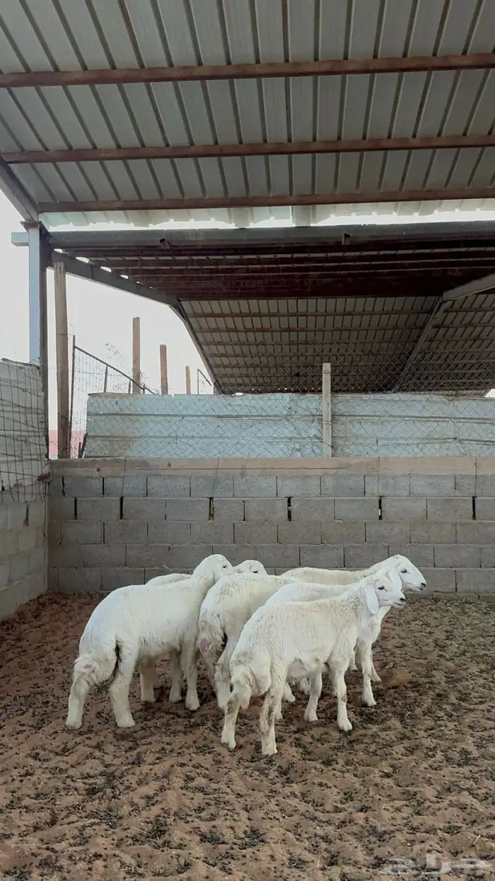 خرفان حريات 4