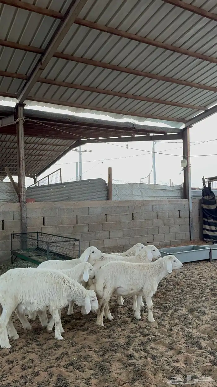 خرفان حريات 2