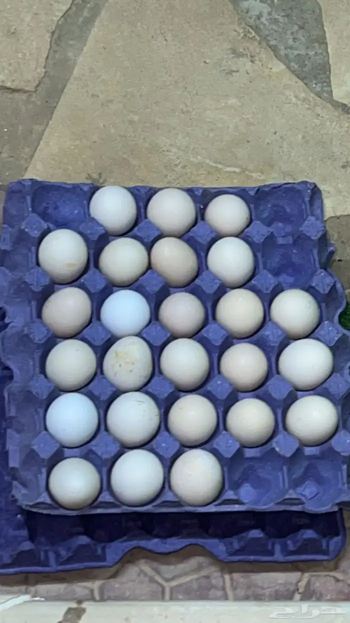 طبق بيض 2