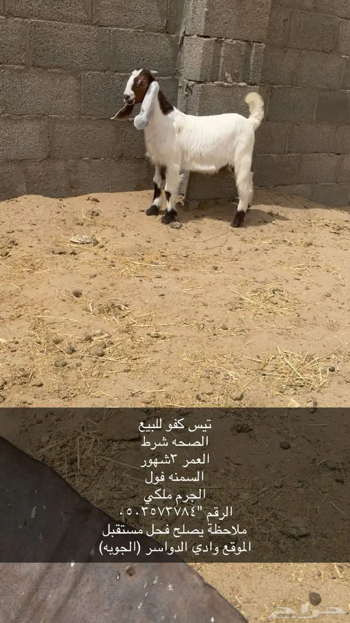 تيس للبيع كفو 0