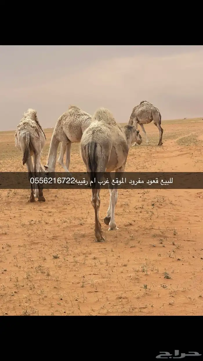 قعود 0