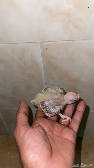 فروخ كروان سوابر جامبو انتاج محلي 3