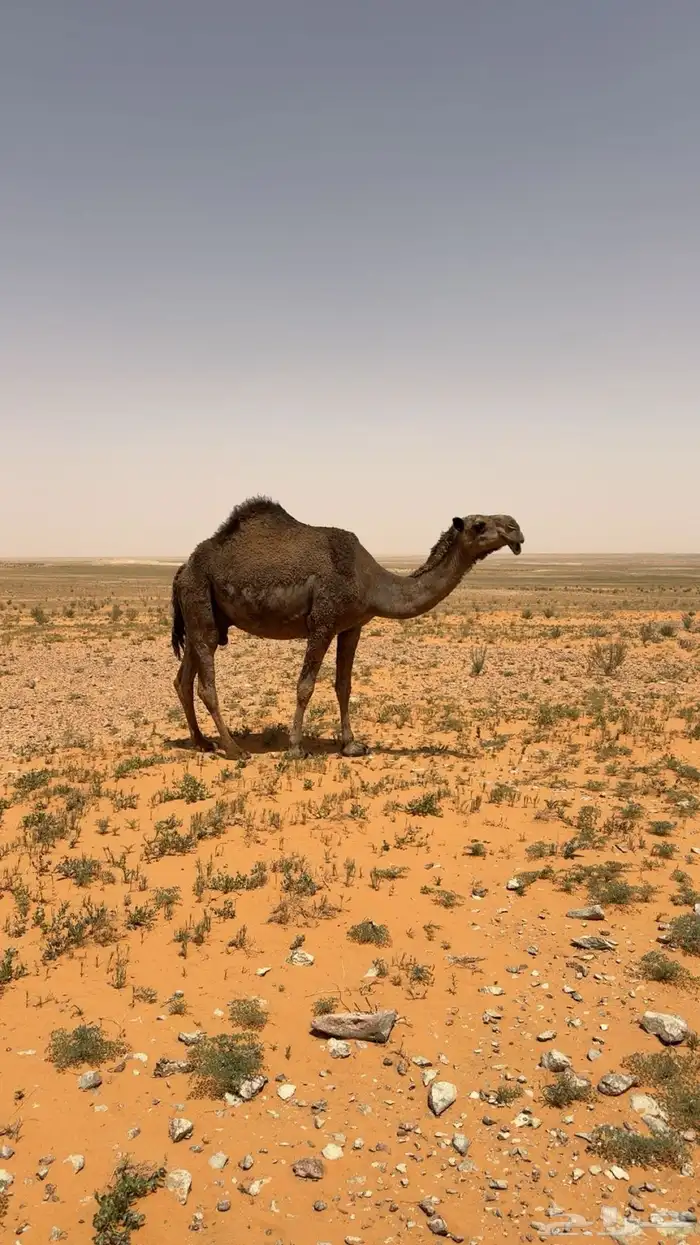( للبيع الخلفة التمامية ) 0