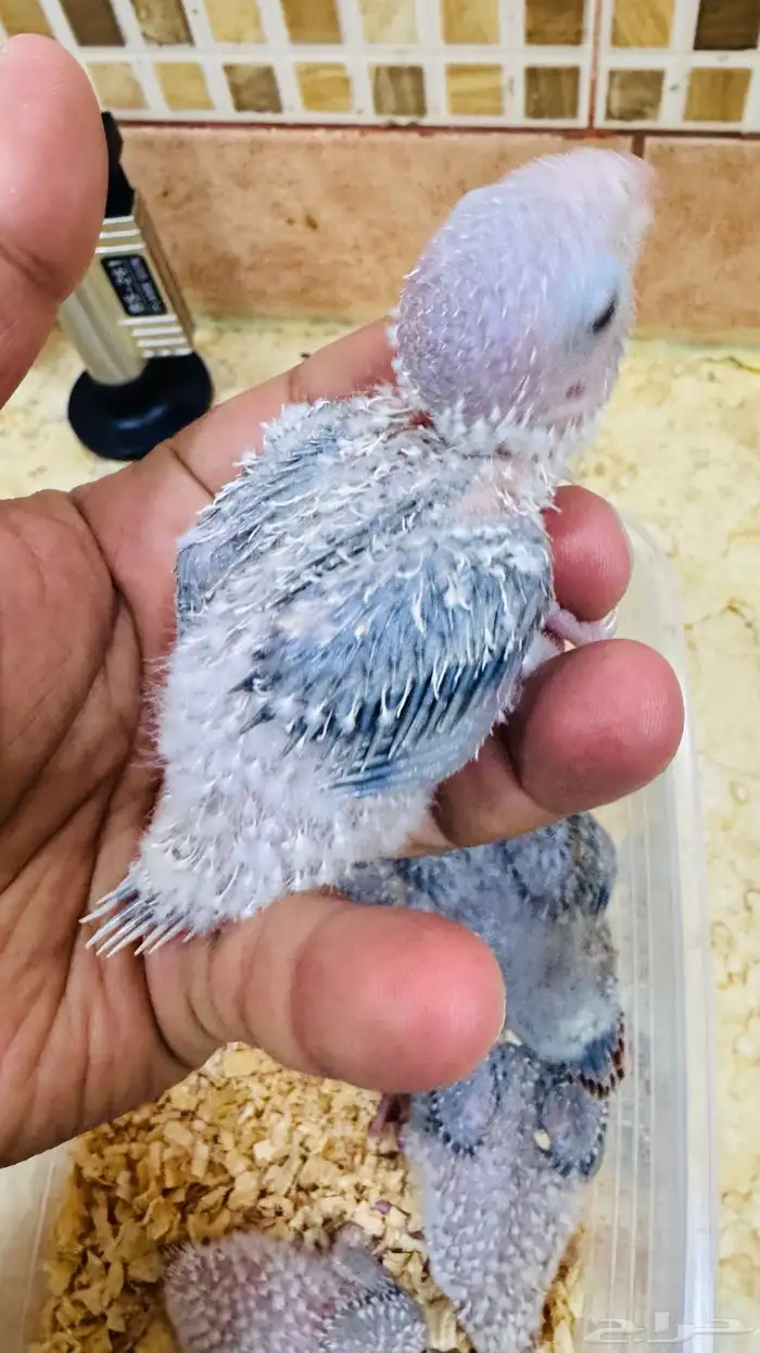 فروخ ببغاء كنيور بطفرات مختلفة 3