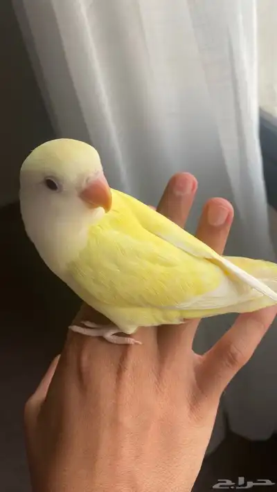 روز اليف شرط 0