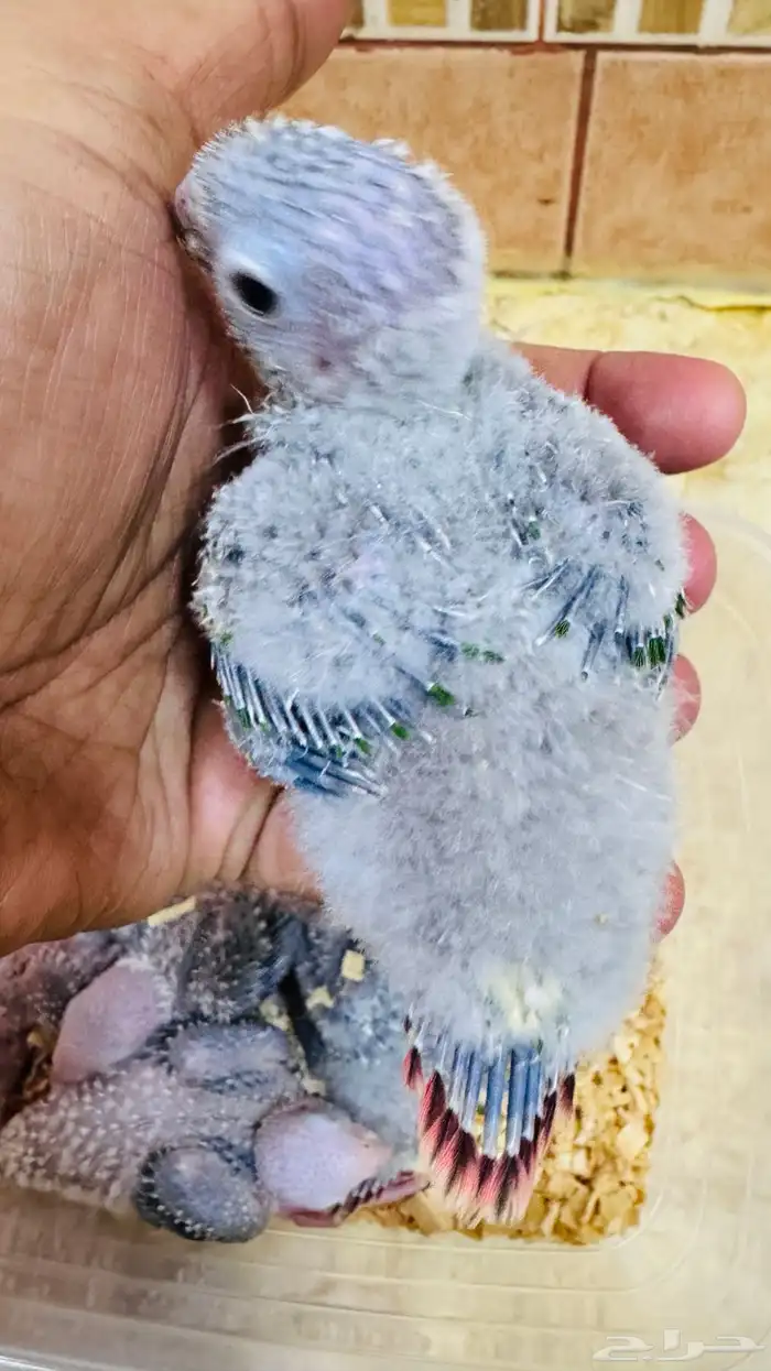 فروخ ببغاء كنيور بطفرات مختلفة 1