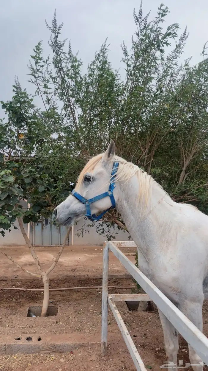 حصان واهو اصفر للبيع 2