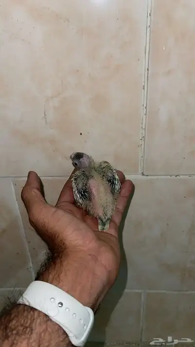 فروخ كروان سوابر جامبو انتاج محلي 0