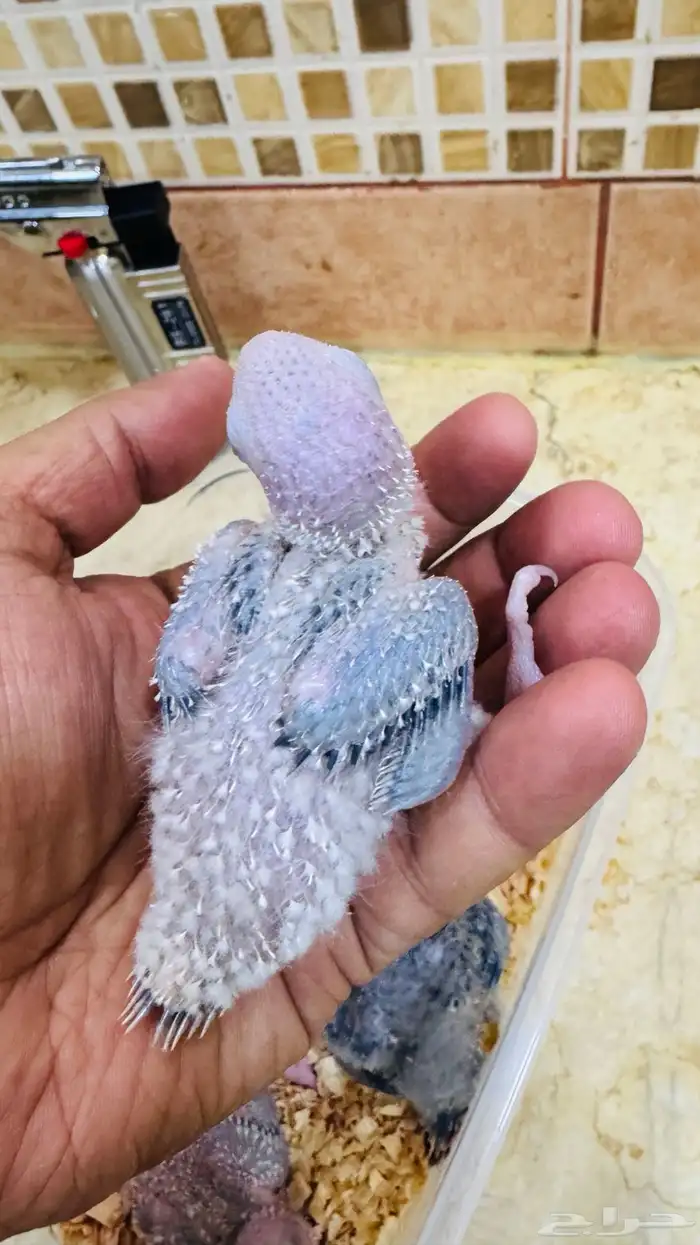 فروخ ببغاء كنيور بطفرات مختلفة 2