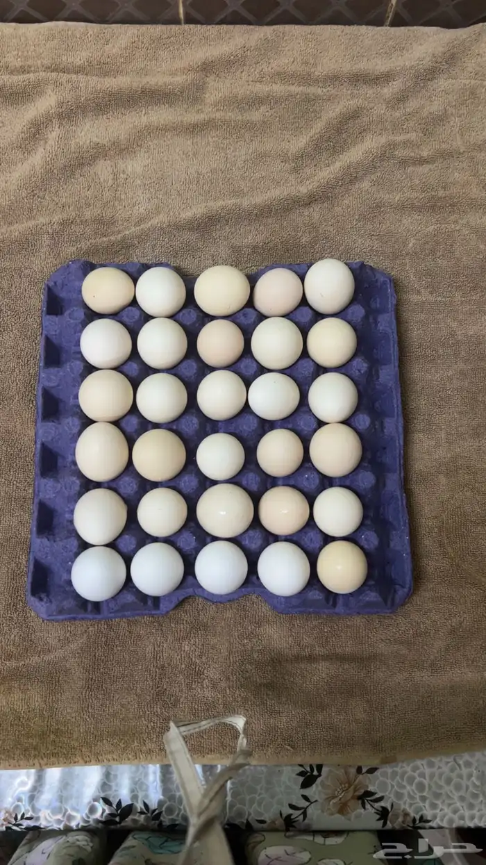 طبق بيض 0