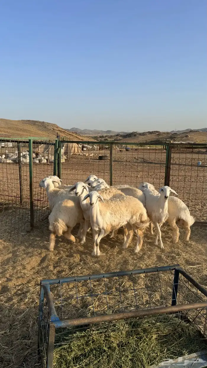 رخال للبيع 6