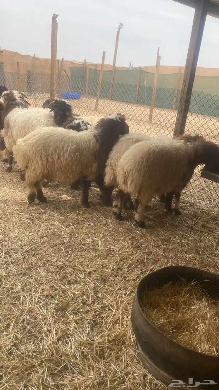 خرفان نعيم ضحايا 1