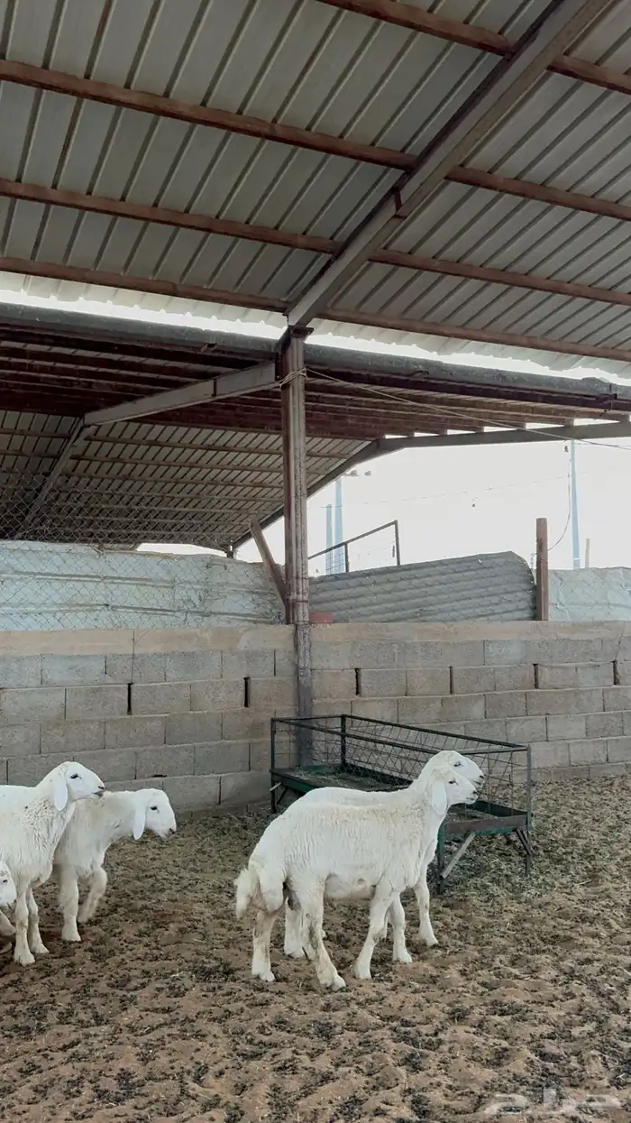 خرفان حريات 3