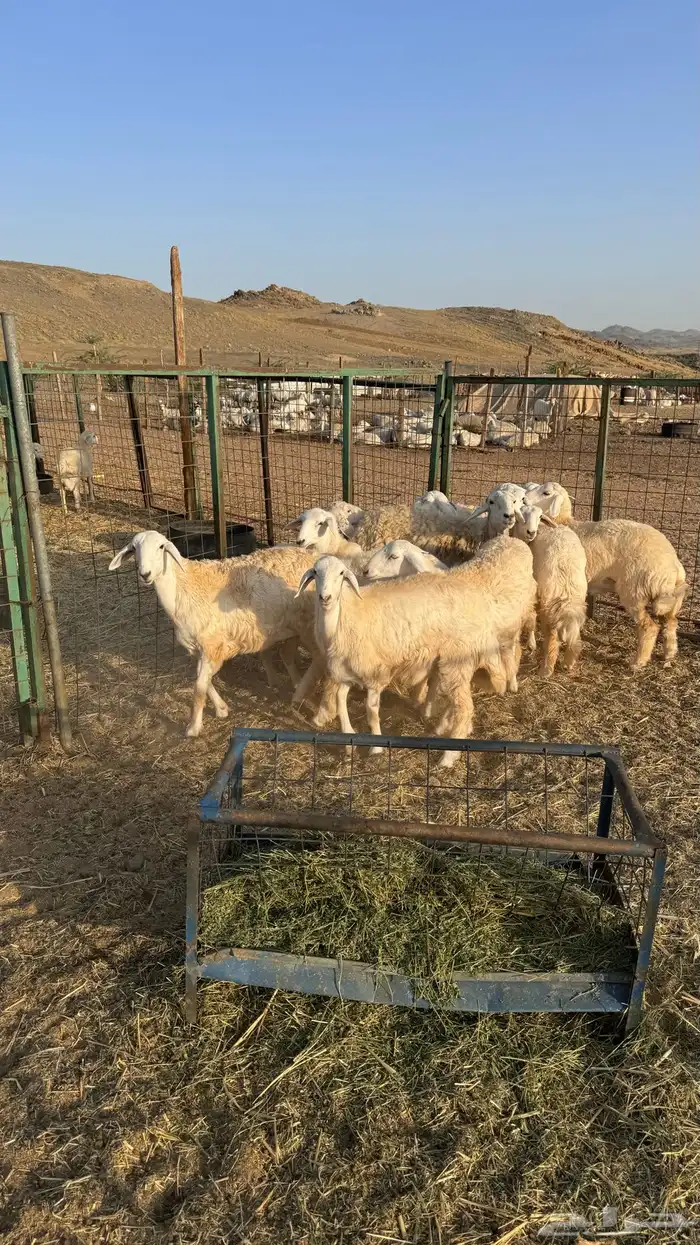 رخال للبيع 4