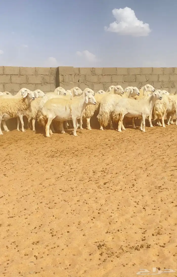 غنم حريات حرش 76 تحتها 10 ( تم البيع ) 7