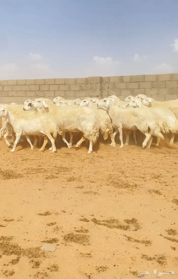 غنم حريات حرش 76 تحتها 10 ( تم البيع ) 8
