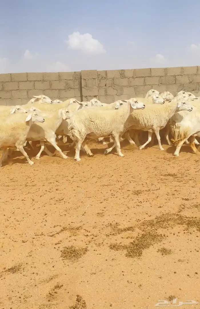 غنم حريات حرش 76 تحتها 10 ( تم البيع ) 9