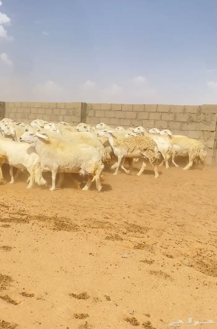 غنم حريات حرش 76 تحتها 10 ( تم البيع ) 1