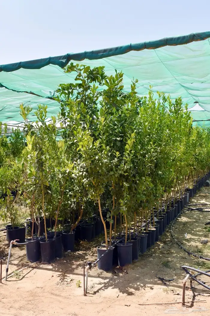 برتقال يوسفي ليمون زهير و18 نوع من الحمضيات منجو  نجران 15