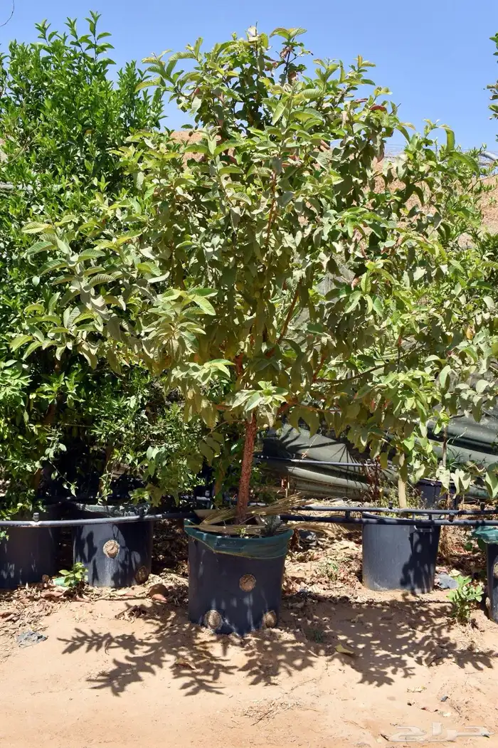 برتقال يوسفي ليمون زهير و18 نوع من الحمضيات منجو  نجران 22