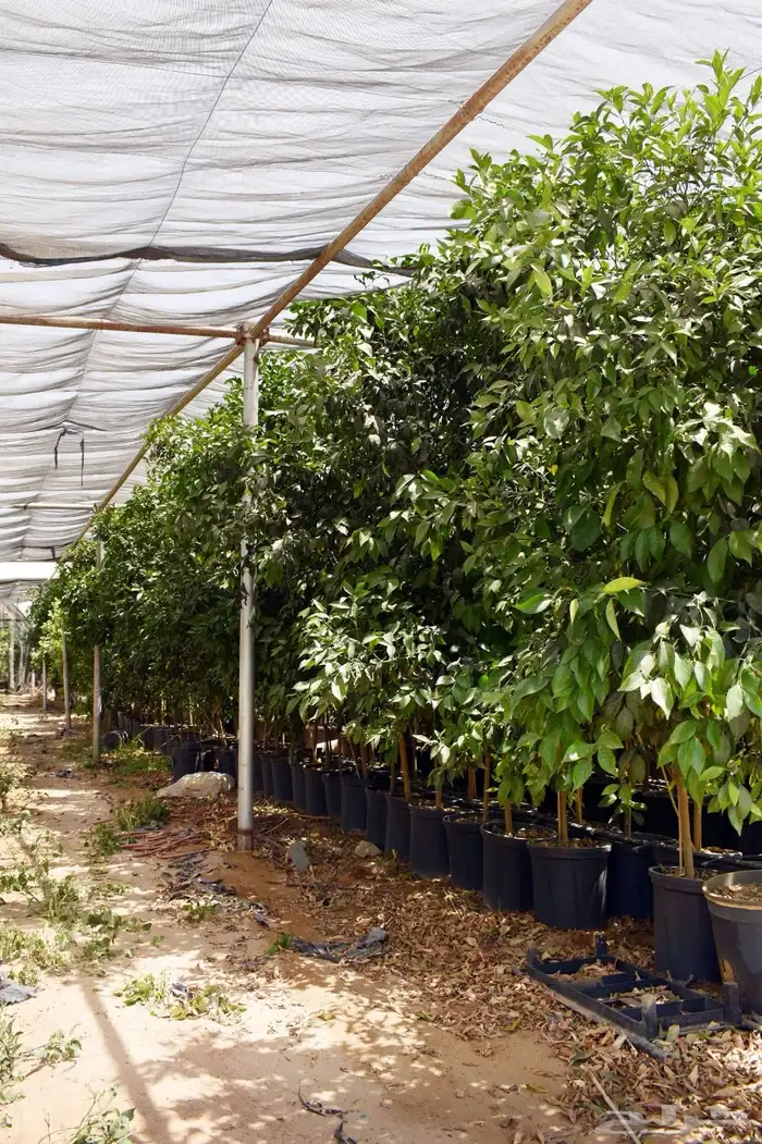 برتقال يوسفي ليمون زهير و18 نوع من الحمضيات منجو  نجران 18