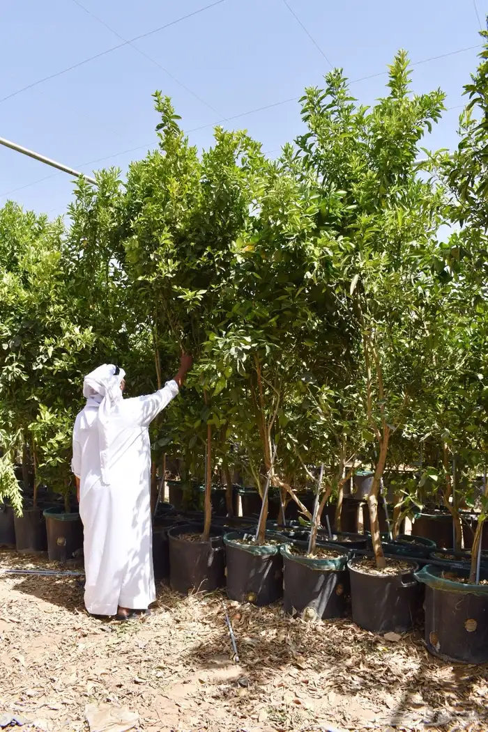 برتقال يوسفي ليمون زهير و18 نوع من الحمضيات منجو  نجران 25