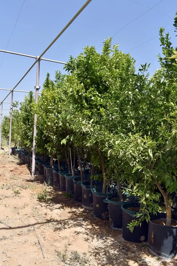 برتقال يوسفي ليمون زهير و18 نوع من الحمضيات منجو  نجران 27