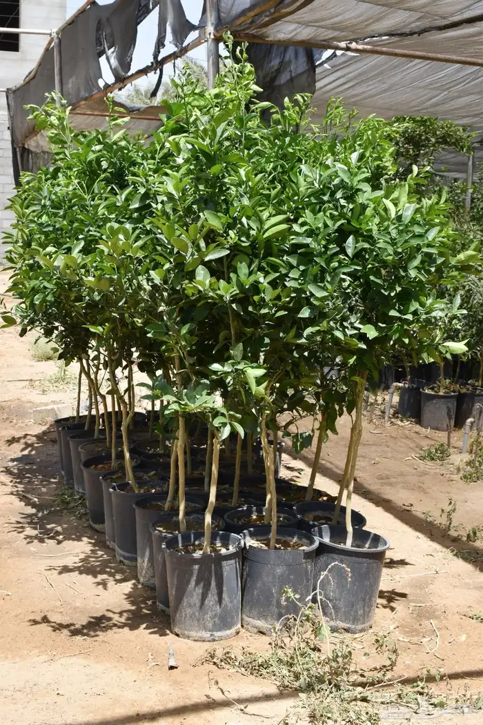 برتقال يوسفي ليمون زهير و18 نوع من الحمضيات منجو  نجران 3