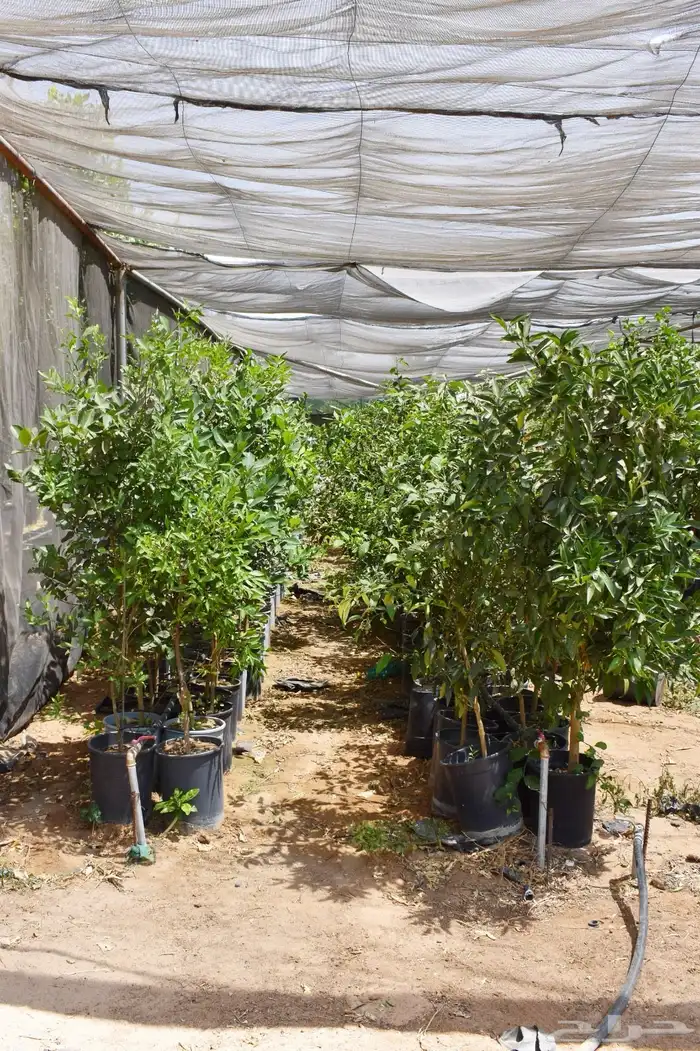 برتقال يوسفي ليمون زهير و18 نوع من الحمضيات منجو  نجران 6