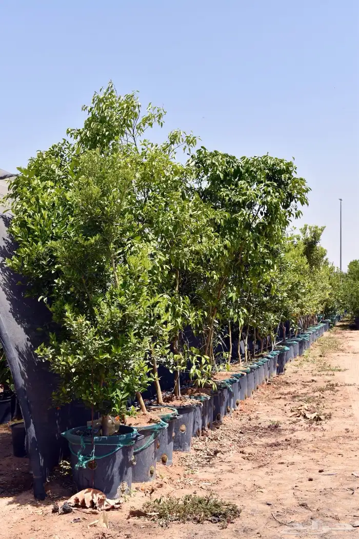 برتقال يوسفي ليمون زهير و18 نوع من الحمضيات منجو  نجران 10