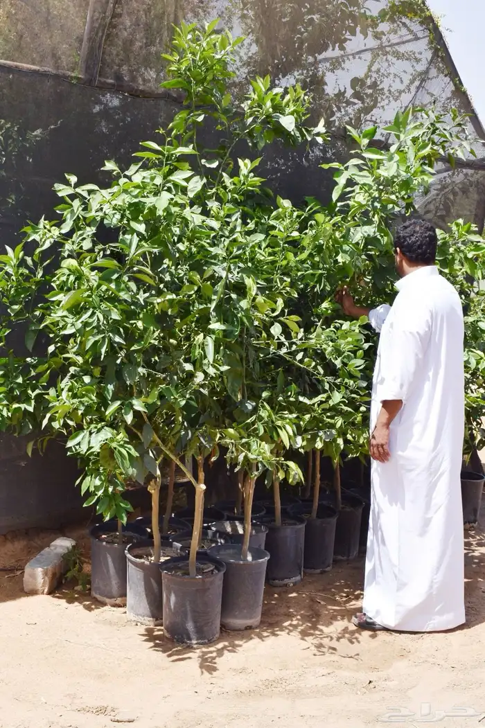 برتقال يوسفي ليمون زهير و18 نوع من الحمضيات منجو  نجران 19