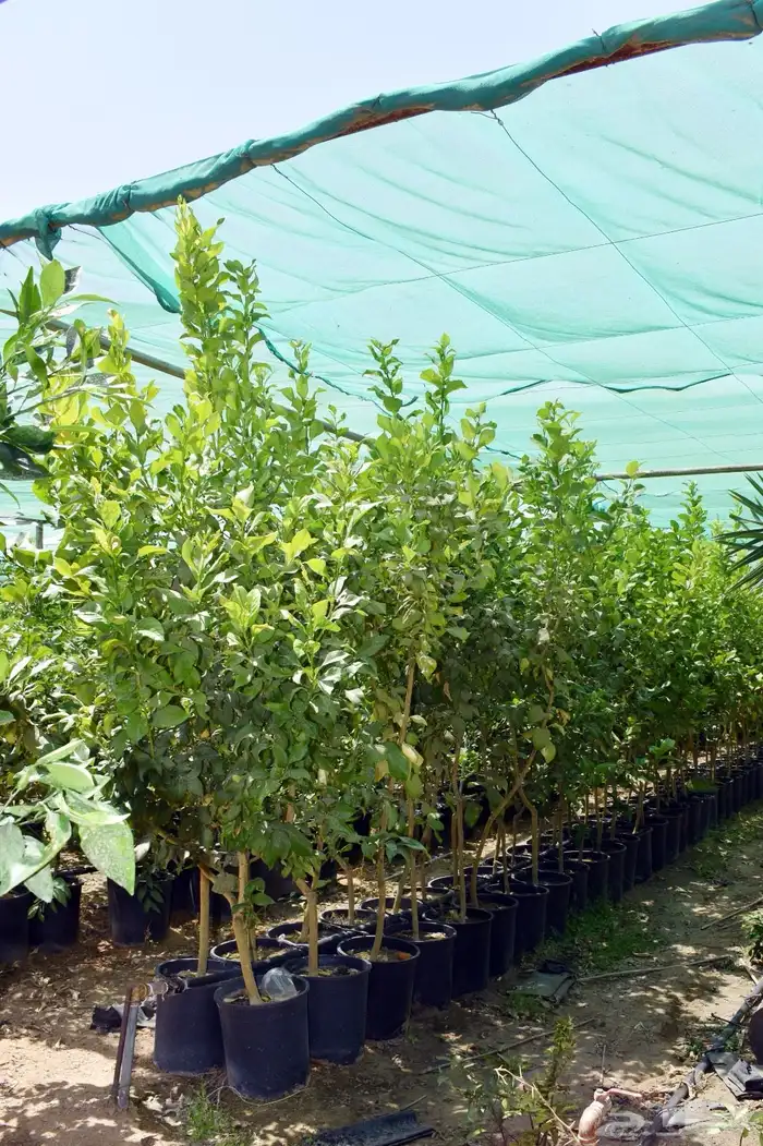 برتقال يوسفي ليمون زهير و18 نوع من الحمضيات منجو  نجران 7