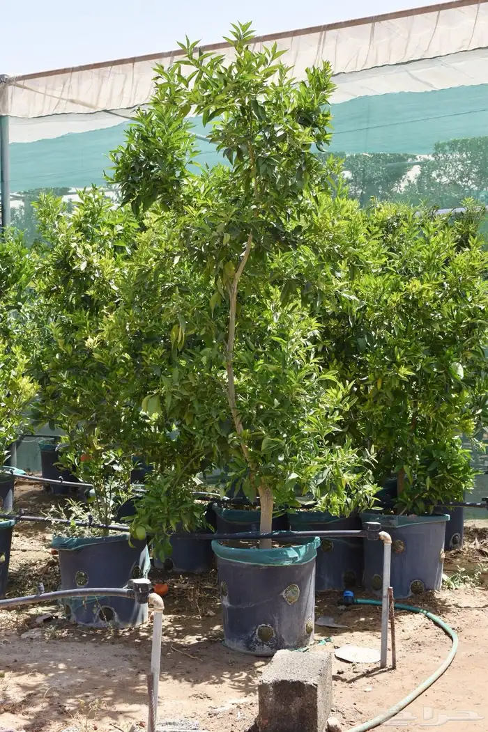 برتقال يوسفي ليمون زهير و18 نوع من الحمضيات منجو  نجران 11