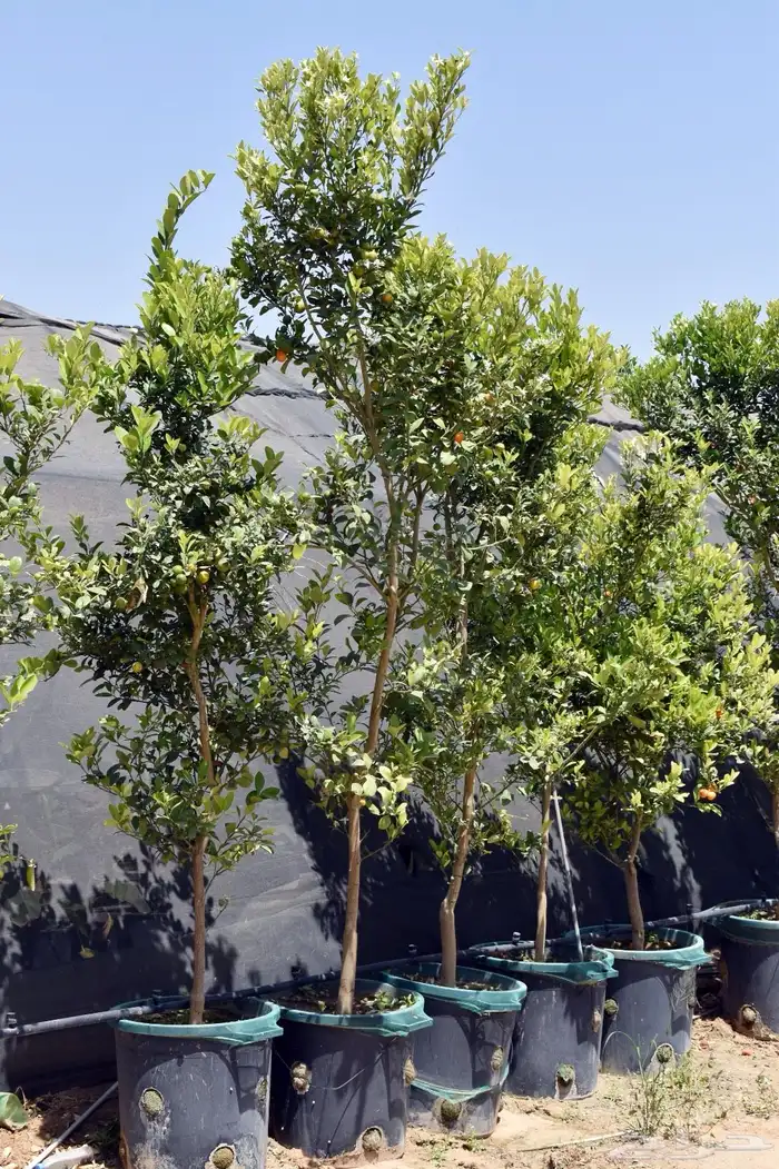 برتقال يوسفي ليمون زهير و18 نوع من الحمضيات منجو  نجران 9