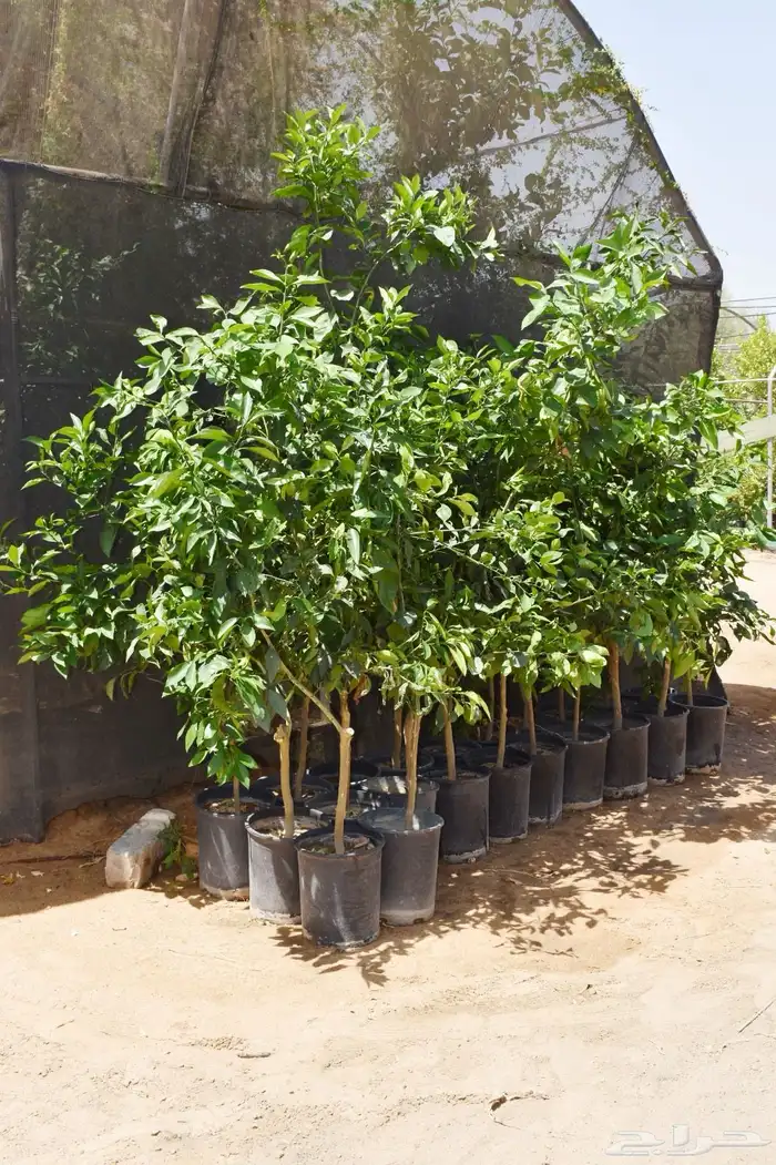 برتقال يوسفي ليمون زهير و18 نوع من الحمضيات منجو  نجران 21