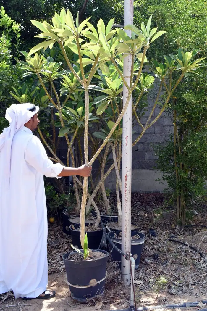 برتقال يوسفي ليمون زهير و18 نوع من الحمضيات منجو  نجران 26