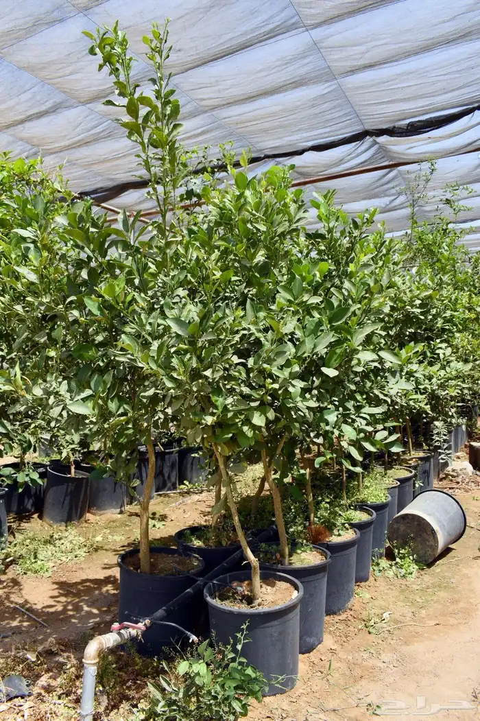 برتقال يوسفي ليمون زهير و18 نوع من الحمضيات منجو  نجران 16