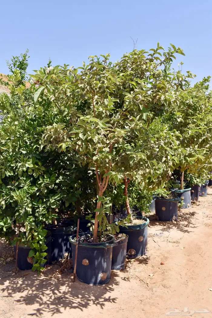 برتقال يوسفي ليمون زهير و18 نوع من الحمضيات منجو  نجران 23