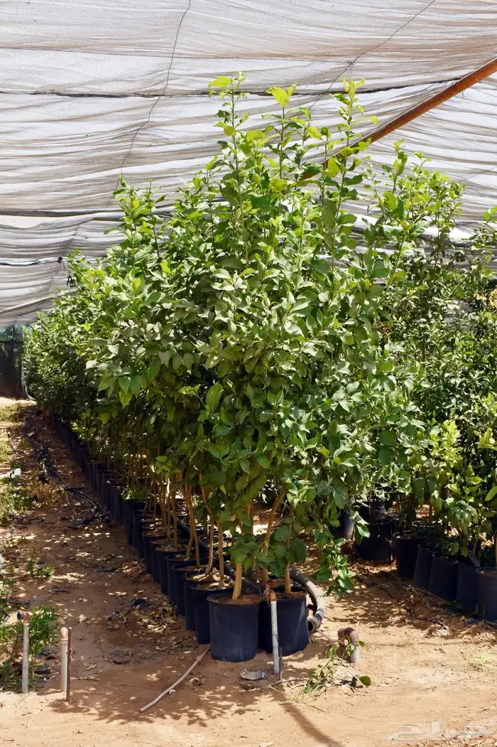 برتقال يوسفي ليمون زهير و18 نوع من الحمضيات منجو  نجران 8