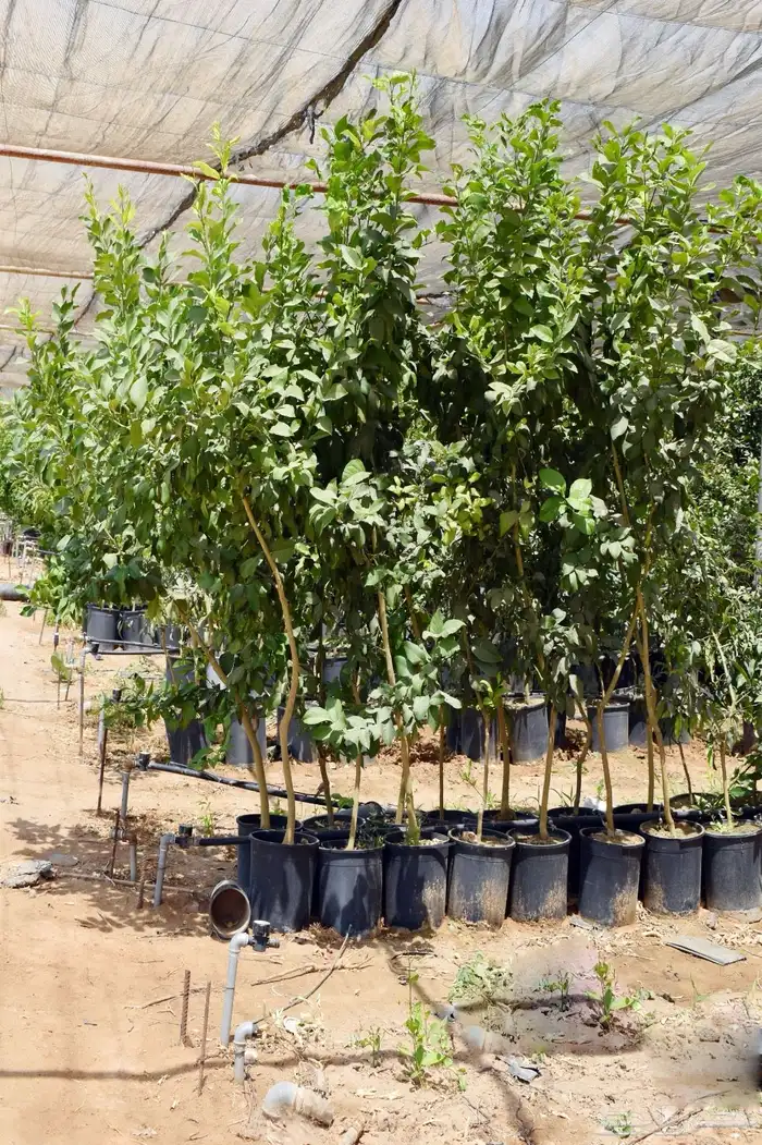 برتقال يوسفي ليمون زهير و18 نوع من الحمضيات منجو  نجران 17