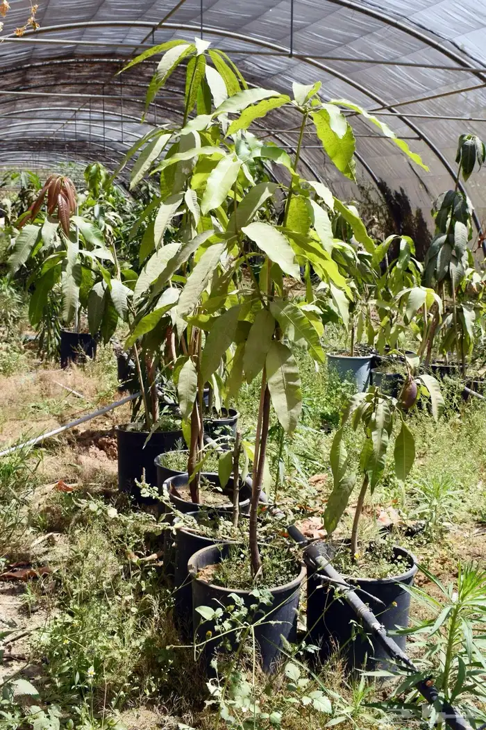 برتقال يوسفي ليمون زهير و18 نوع من الحمضيات منجو  نجران 24