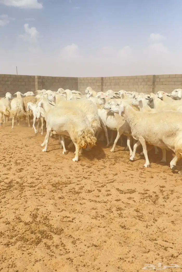غنم حريات حرش 76 تحتها 10 ( تم البيع ) 11