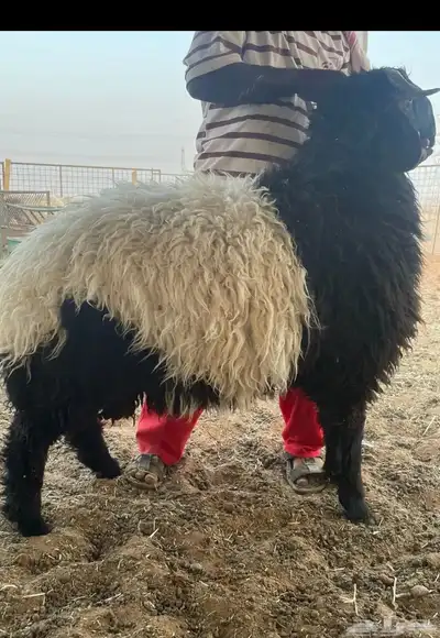 نعيم ناهي يوجد حجز للعيد 0